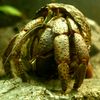 mr_crabs_123