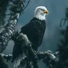 khadimeali2