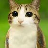 kultmeowl0