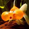 that_fish_person82