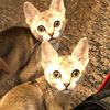 toonkatz1