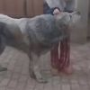 spiltmyred