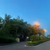 thaistus8