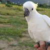 enthechan
