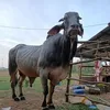 sau.bo.an.giang