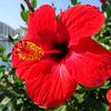 hortensia8476