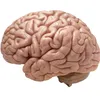 yourbrainishere