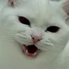 jigglybutt_1
