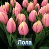 LOLA