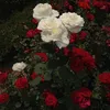 nhactruong_v
