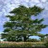yonatan_hr