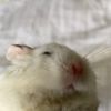 frogsarelovelyarentthey_