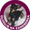 karatthedog