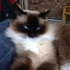 copyrightsys