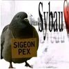 pigeondoctor123