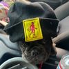 zazamonkey420