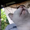 bugsvhanie