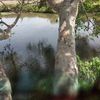 senothailan