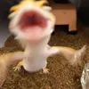 crispdiarrhea