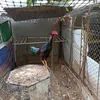 xuantinh_83