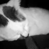 gato_fogo3
