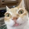 diwluc