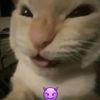 violetsalerno727