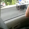 cikicikikulatta