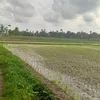 choconikmatsekali