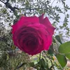 thuynguyen6516