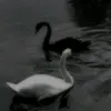 malak_12825