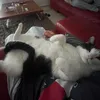 cookieundlucky