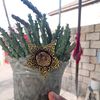 1qeribadam
