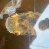 mlem..miem