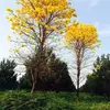 liyingren1
