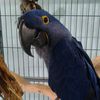 acerothemacaw