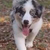 asherthewigglebutt