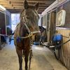 ilovehorses940