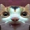 shimshom690