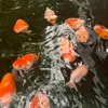 quynh23752