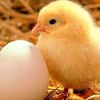 chicken7618