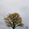 marivolff