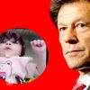 saddiqkhan4642