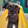 peluqueriacaninayfelina