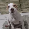 shitara.pit