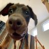 bbg_rocco