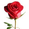 rose17419