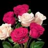riyariy20
