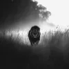 embercali8