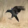 karasu961